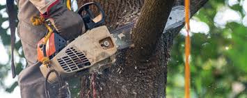 Reliable Americus, GA Tree Services Solutions